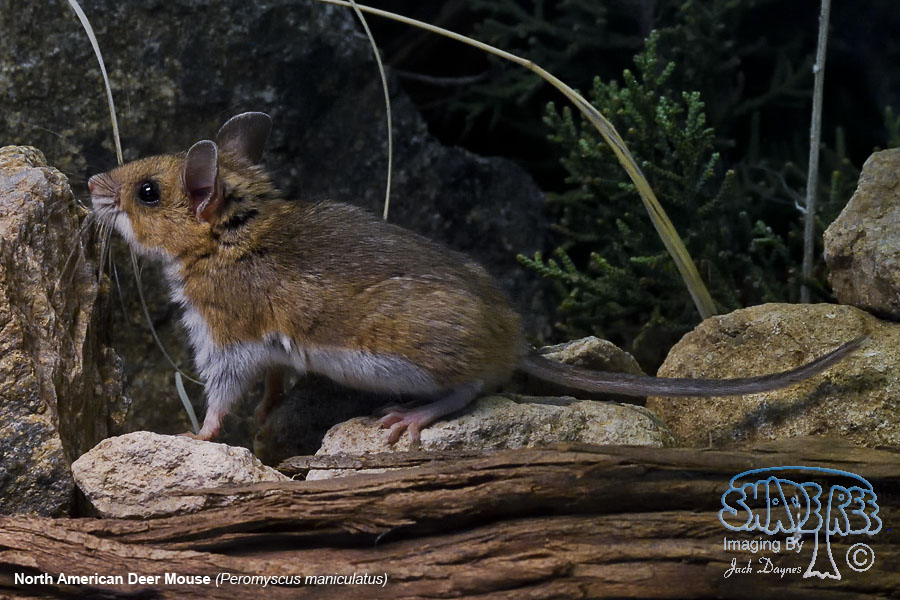 North American Deer Mouse - Peromyscus maniculatus