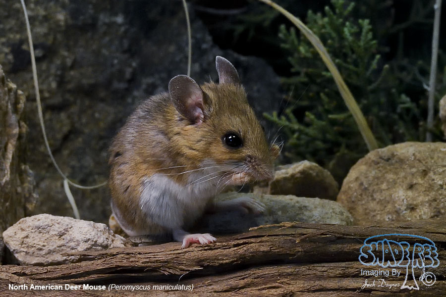 North American Deer Mouse - Peromyscus maniculatus