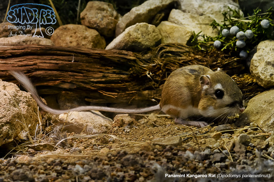 Panamint Kangaroo Rat - Dipodomys panamintinus
