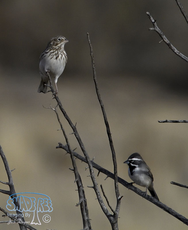 Vesper Sparrow - Pooecetes gramineus