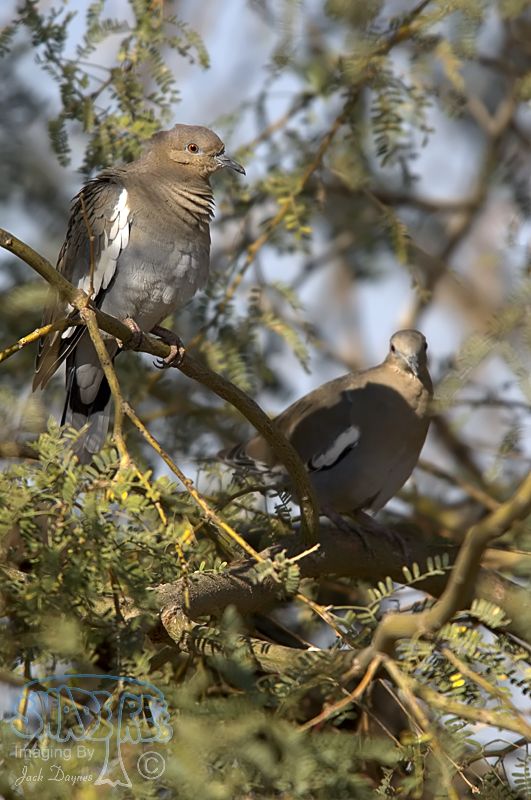 White-Winged Dove - Zenaida asiatica