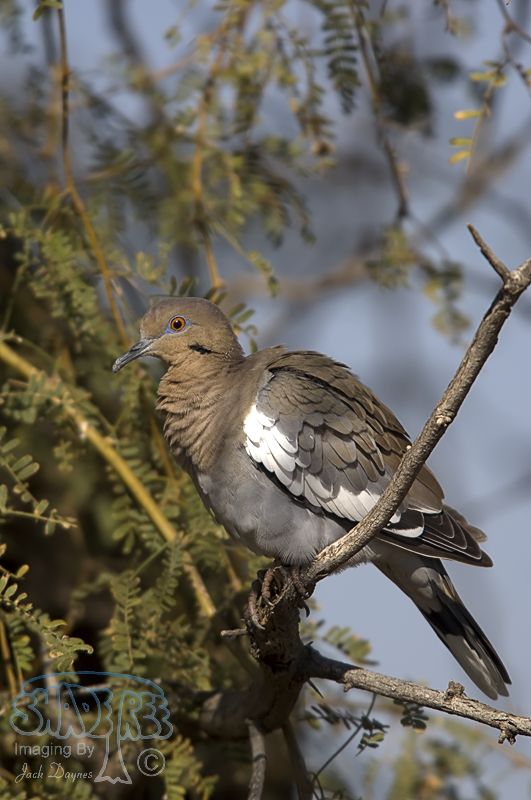 White-Winged Dove - Zenaida asiatica