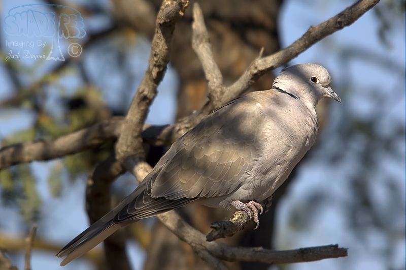 Eurasian Collared-Dove - Streptopelia decaocto