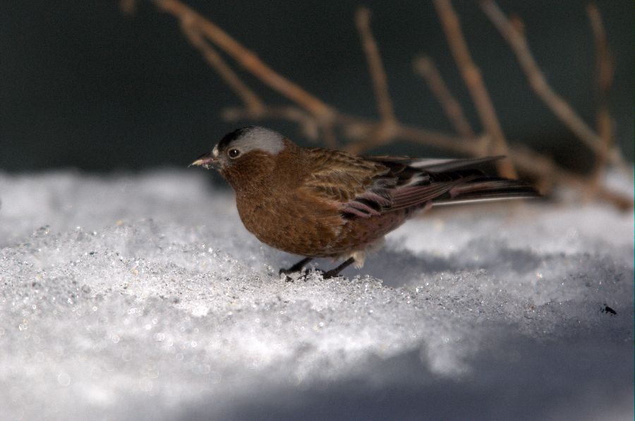 Gray-Crowned Rosy-Finch - Leucosticte tephrocotis