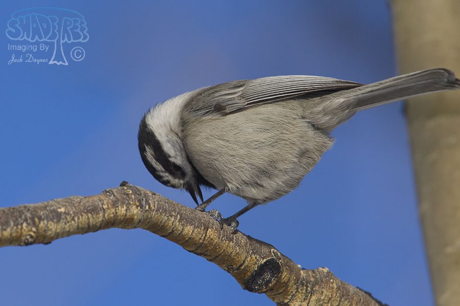 Mountain Chickadee - Poecile gambeli