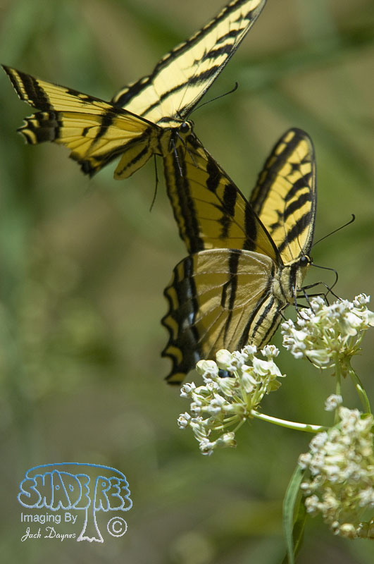 Western Tiger Swallowtail - Papilio rutulus
