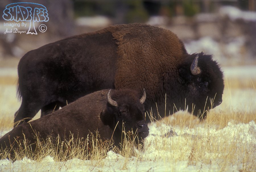 American Bison - Bison bison