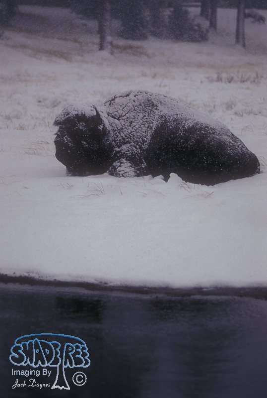 American Bison - Bison bison