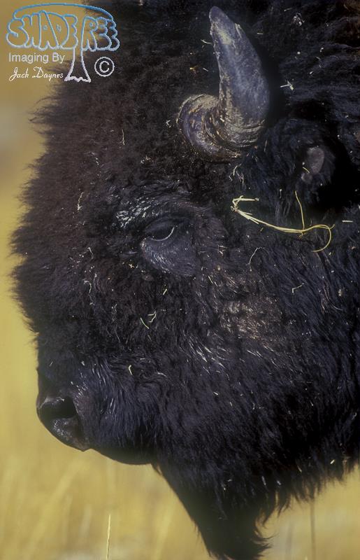 American Bison - Bison bison