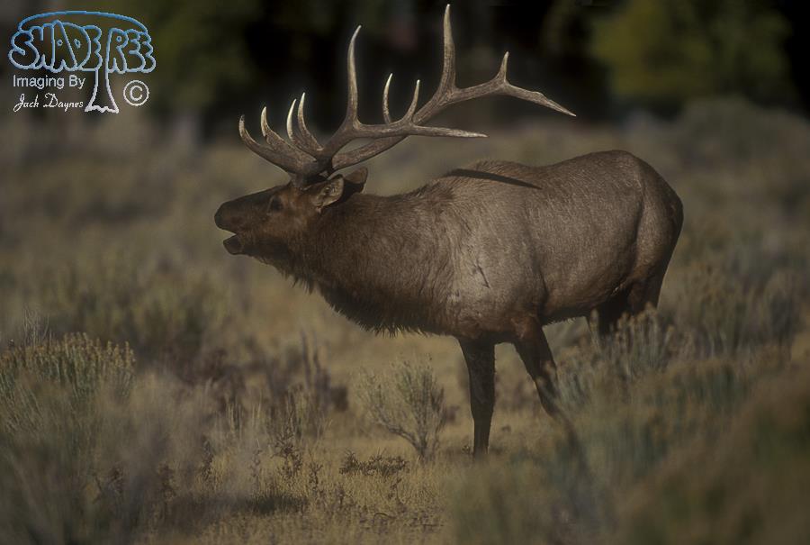 Elk - Cervus canadensis