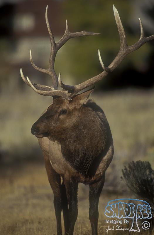 Elk - Cervus canadensis