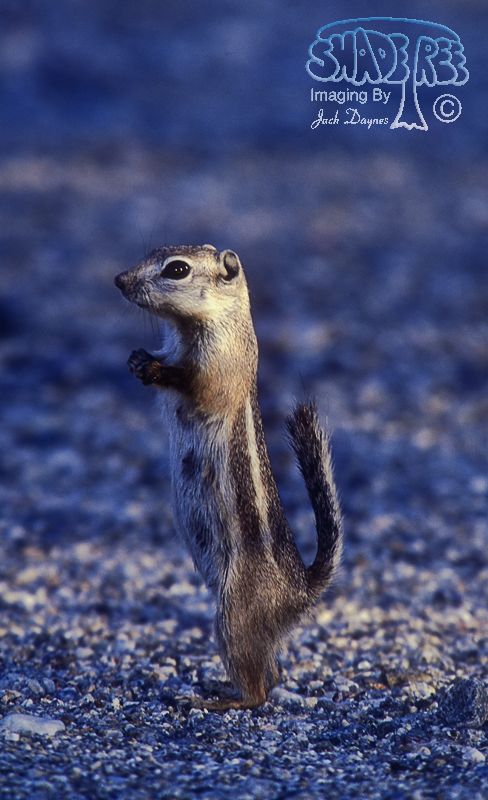 White-Tailed Antelope Squirrel - Ammospermophilus leucurus