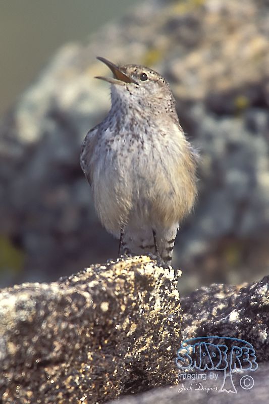 Rock Wren - Salpinctes obsoletus