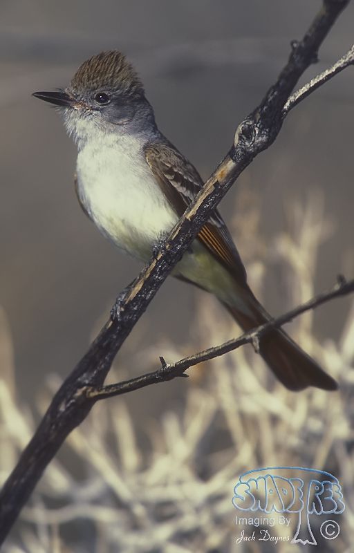 Ash-Throated Flycatcher - Myiarchus cinerascens