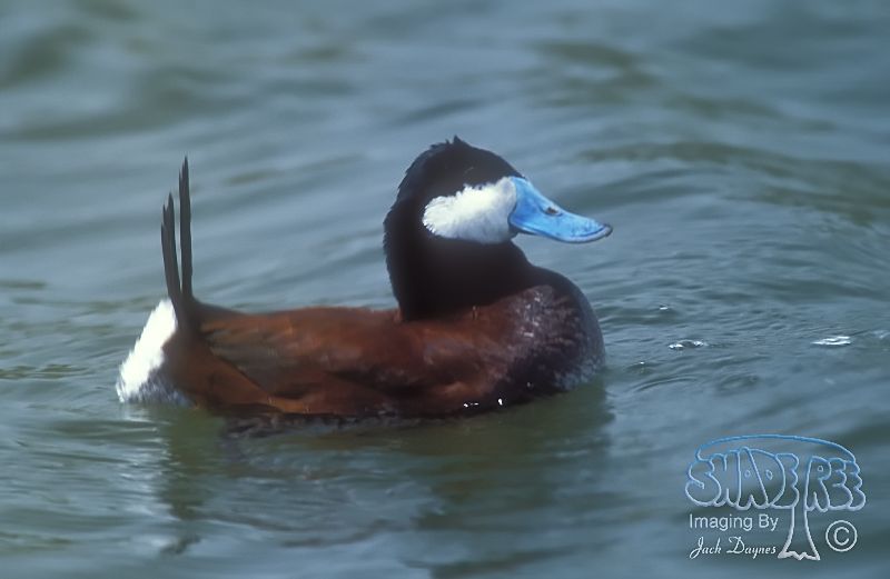 Ruddy Duck - Oxyura jamaicensis