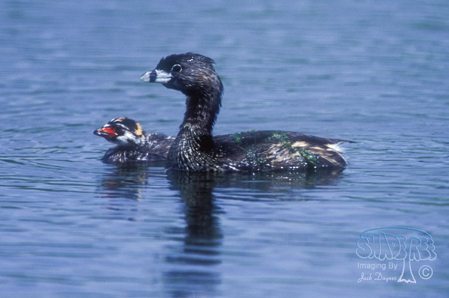 Pied-Billed Grebe - Podilymbus podiceps