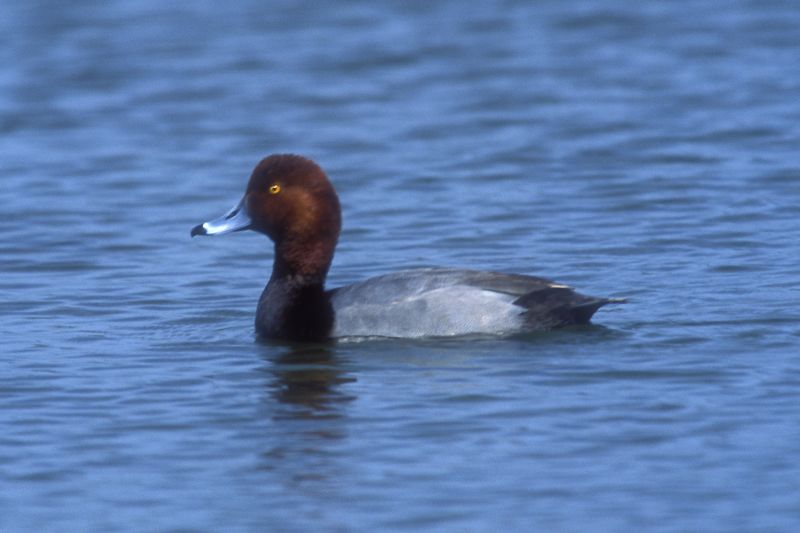 Redhead - Aythya americana