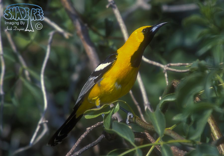 Hooded Oriole - Icterus cucullatus