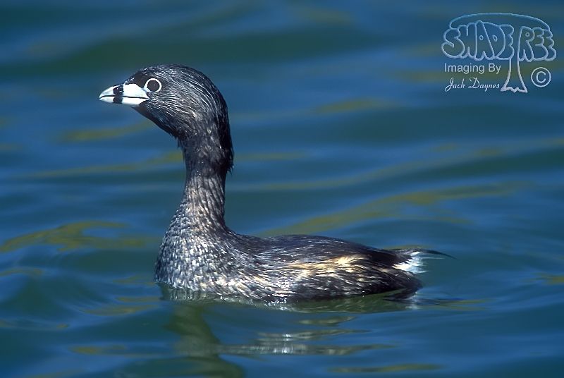 Pied-Billed Grebe - Podilymbus podiceps