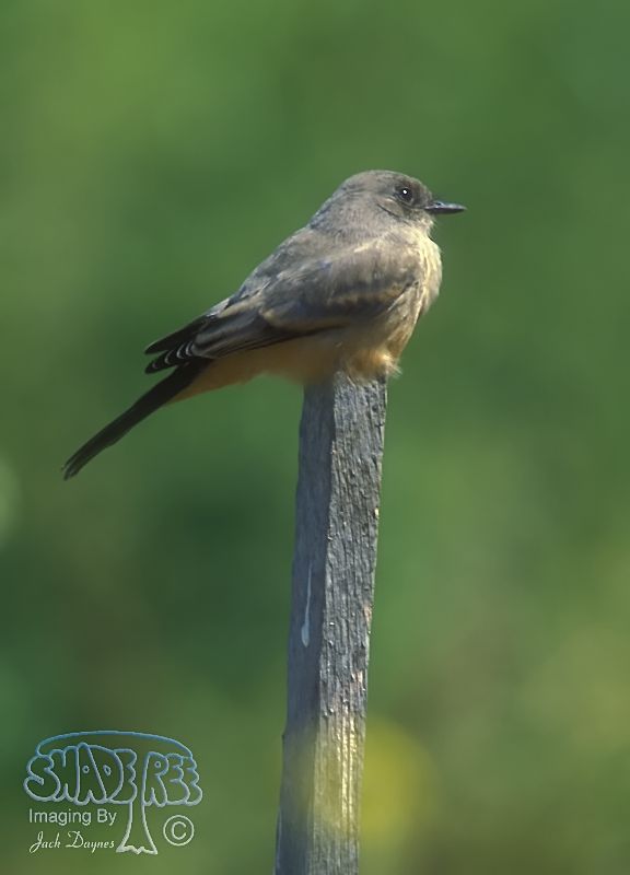 Say's Phoebe - Sayornis saya