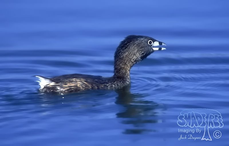Pied-Billed Grebe - Podilymbus podiceps