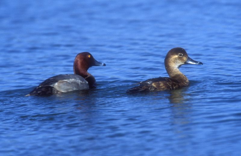 Redhead - Aythya americana