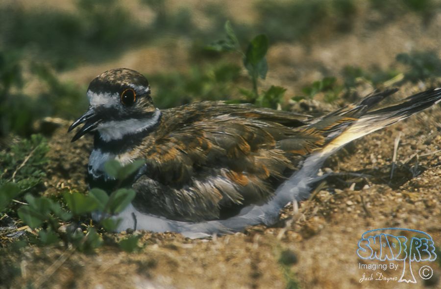 Killdeer - Charadrius vociferus