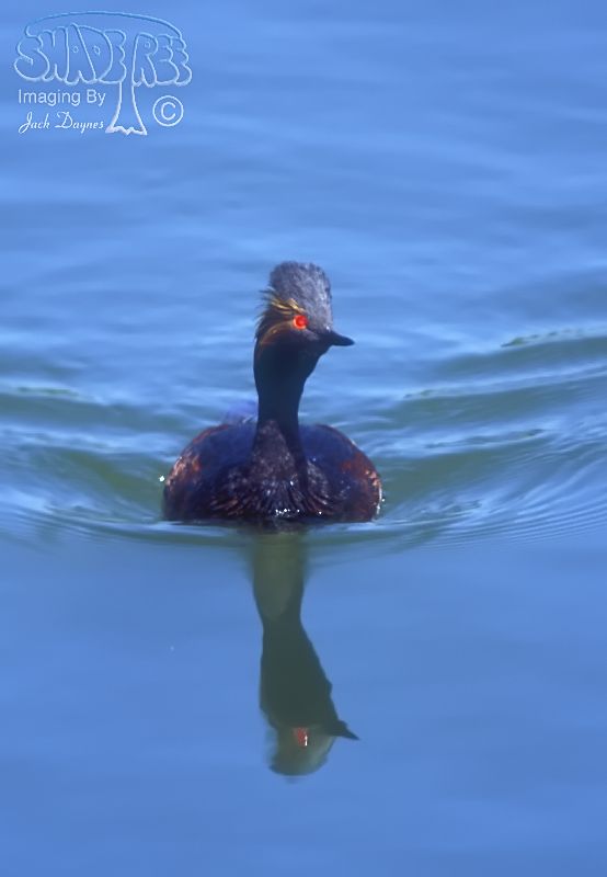 Eared Grebe - Podiceps nigricollis