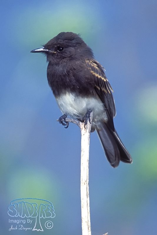 Black Phoebe - Sayornis nigricans