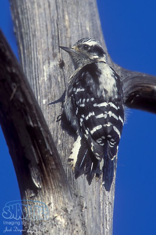Downy Woodpecker - Dryobates pubescens