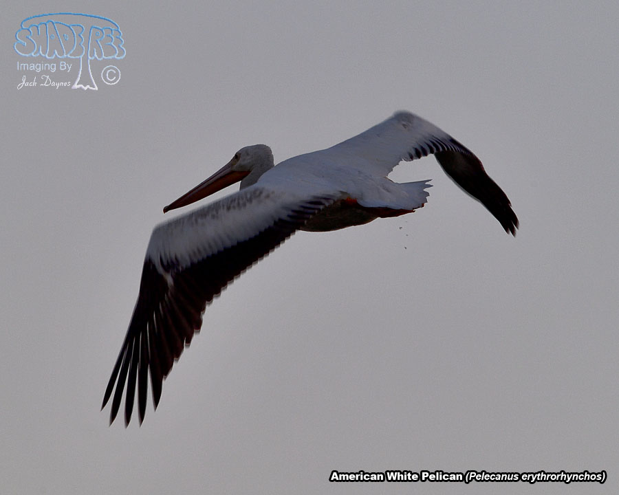 American White Pelican - Pelecanus erythrorhynchos