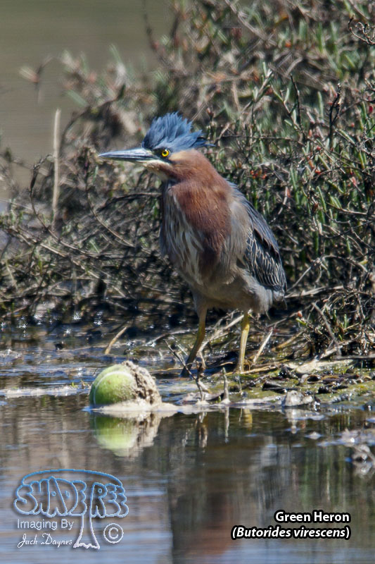 Green Heron - Butorides virescens