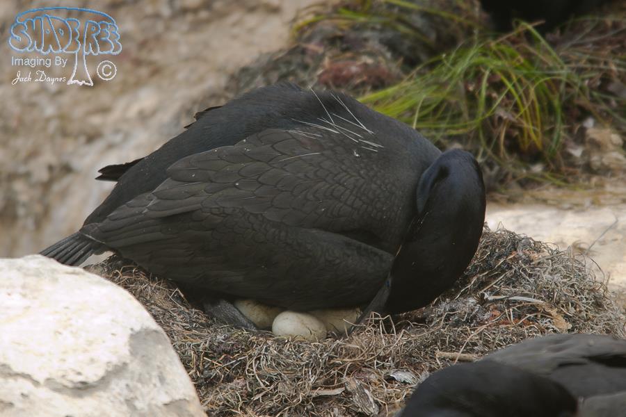 Brandt's Cormorant - Urile penicillatus