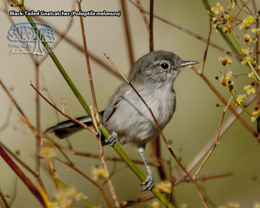 Black-Tailed Gnatcatcher - Polioptila melanura