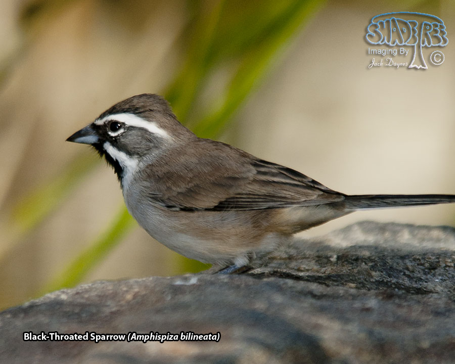 Black-Throated Sparrow - Amphispiza bilineata