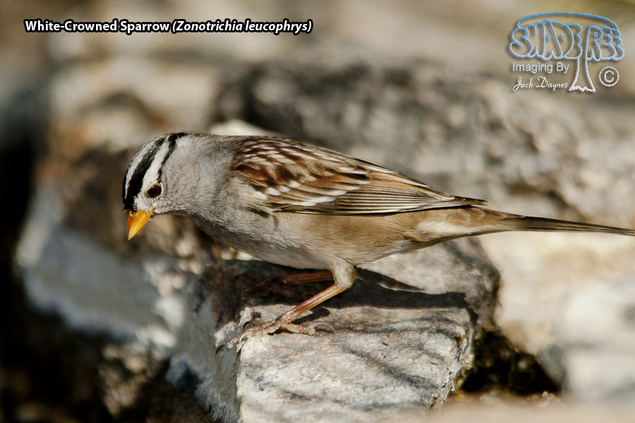 White-Crowned Sparrow - Zonotrichia leucophrys