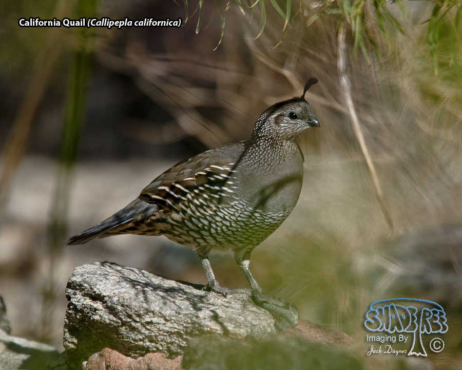 California Quail - Callipepla californica