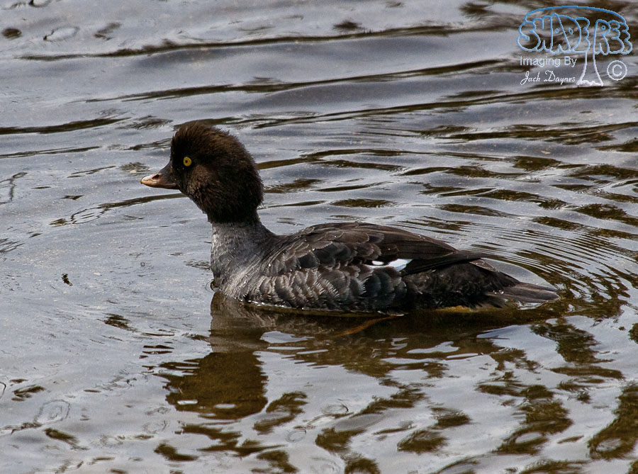 Common Goldeneye - Bucephala clangula