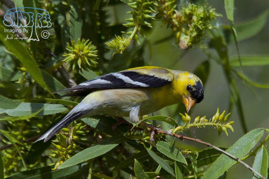 American Goldfinch - Spinus tristis