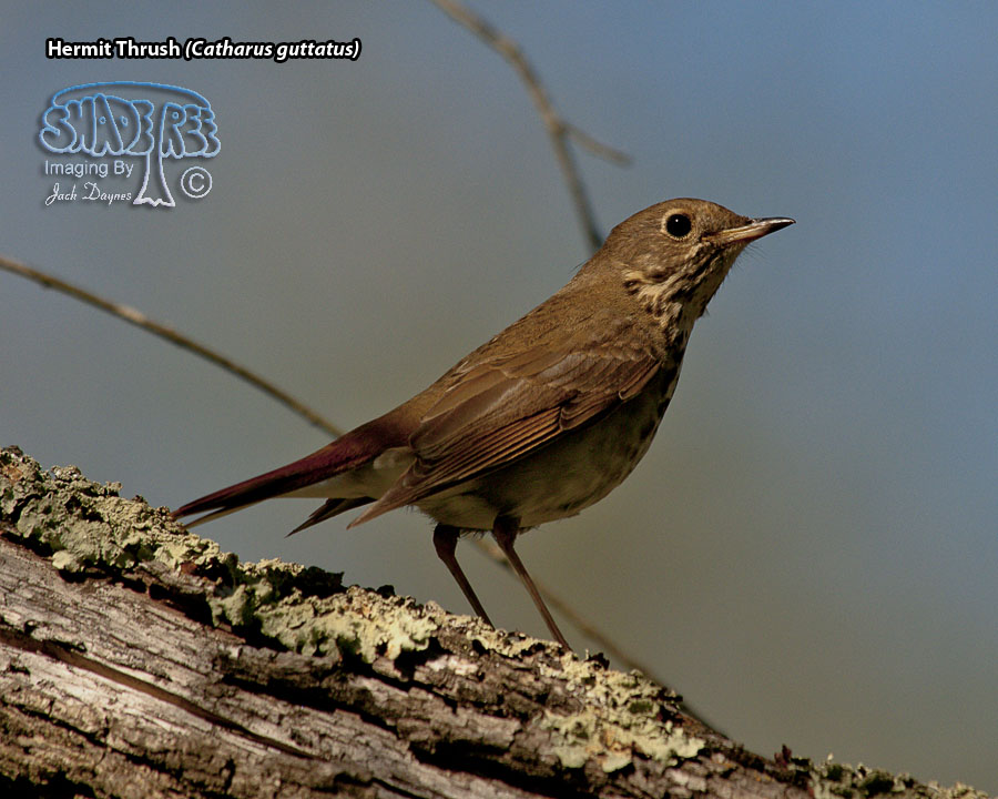 Hermit Thrush - Catharus guttatus