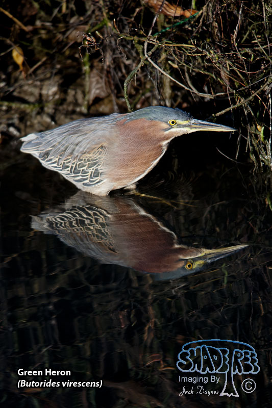 Green Heron - Butorides virescens