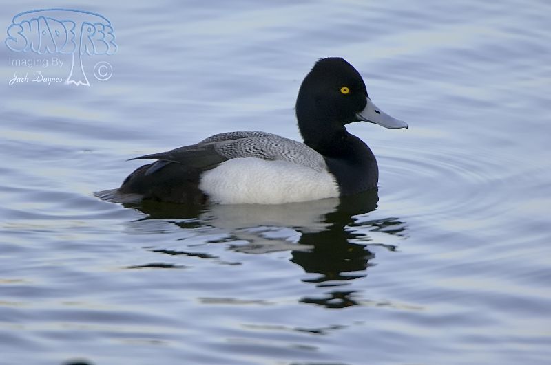 Lesser Scaup - Aythya affinis