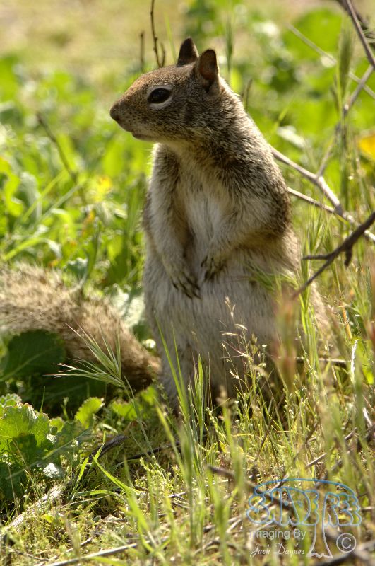 California Ground Squirrel - Otospermophilus beecheyi