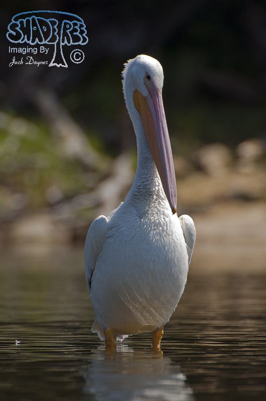 American White Pelican - Pelecanus erythrorhynchos