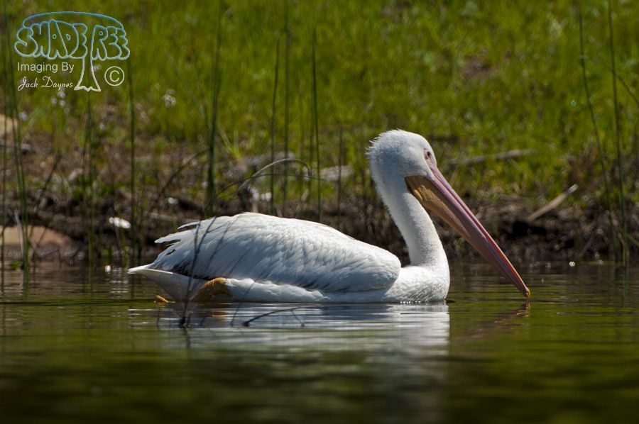 American White Pelican - Pelecanus erythrorhynchos