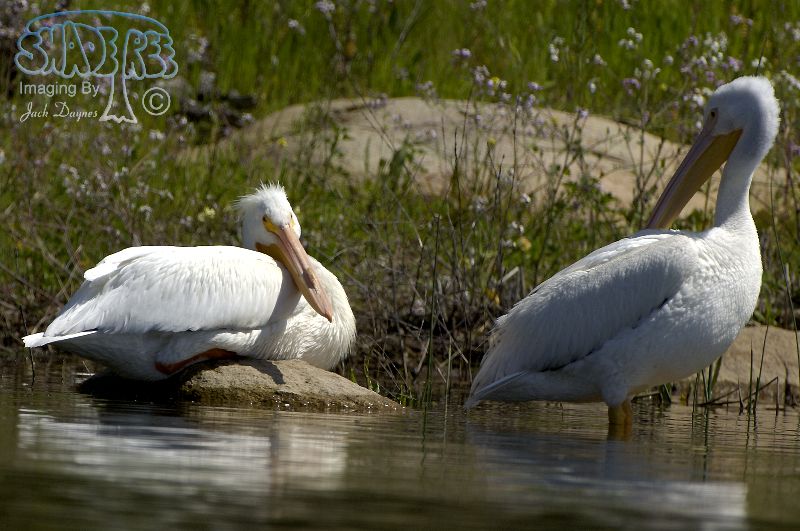American White Pelican - Pelecanus erythrorhynchos