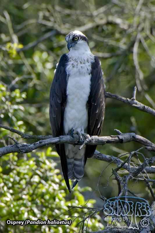 Osprey - Pandion haliaetus