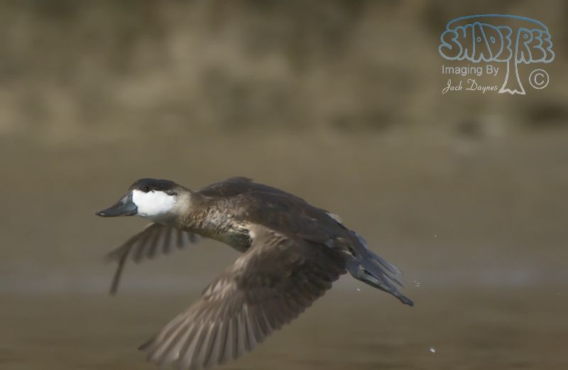 Ruddy Duck - Oxyura jamaicensis