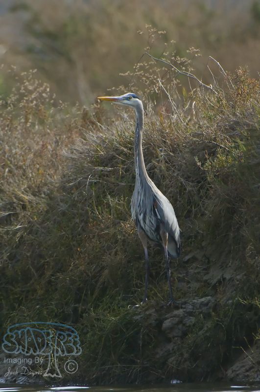 Great Blue Heron - Ardea herodias
