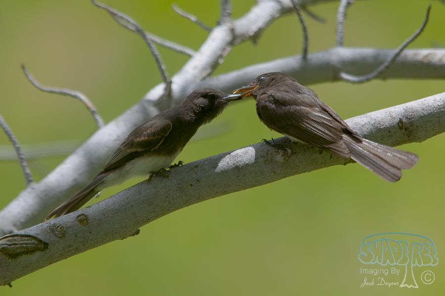 Black Phoebe - Sayornis nigricans